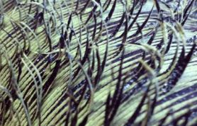 IMG_1161 IMG_1161