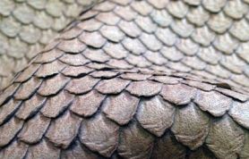 IMG_2703 IMG_2703